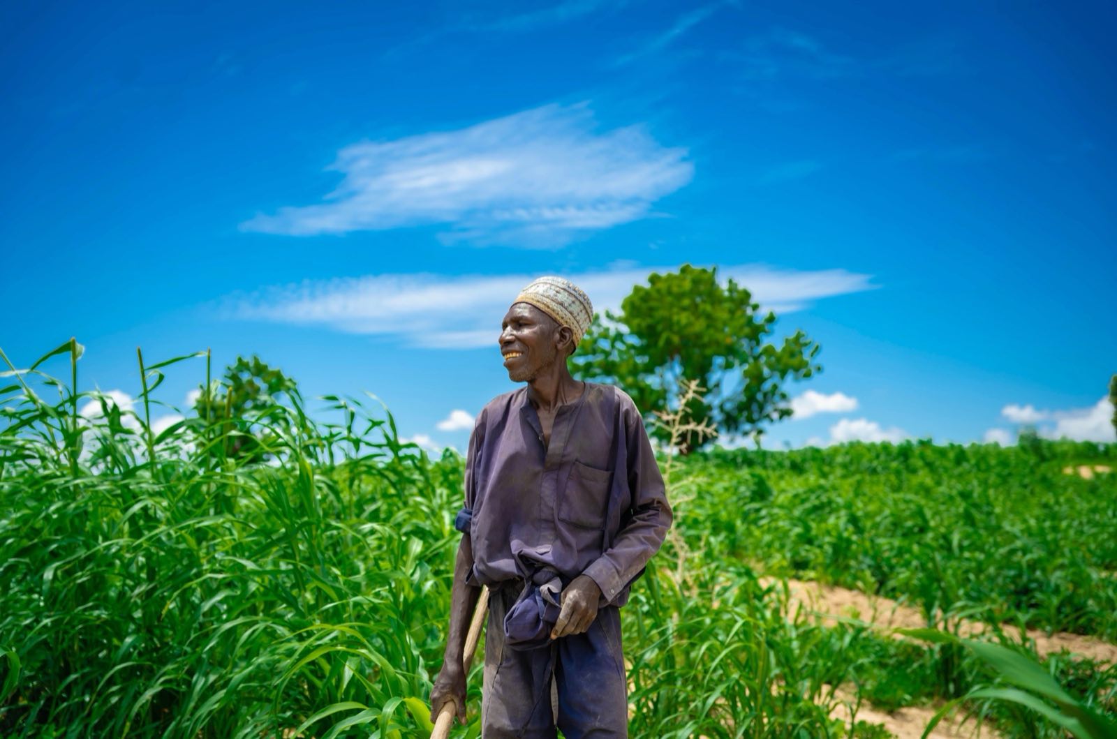 An elderly farmer standing in a sorghum field under a blue sky