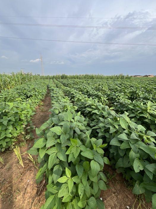 Rows of a healthy legume crop on a farm