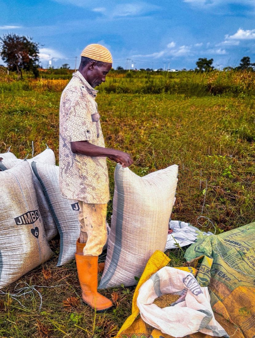 A farmer standing beside sacks of harvested grain